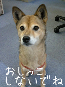 inu