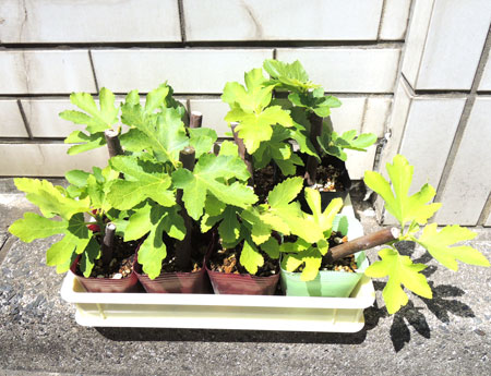 イチジクは観葉植物ですｗ｜呉市からオーダー枕のお客様