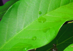 abokado