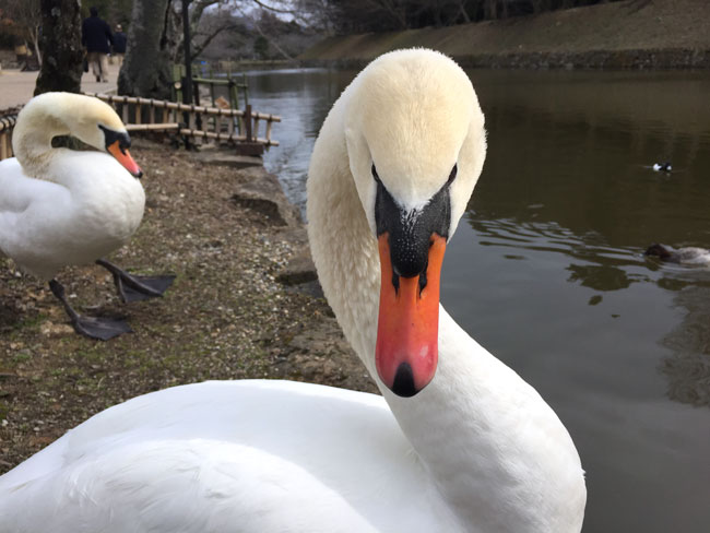 羽毛布団の話：白鳥のマークはついていますか？