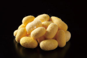 黄金のシルク繭。愛媛県大洲で作られた大寶黄金品種。粒は大きく繊維も極太いが飼育が難しい