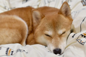 お気に入りの布団で眠る柴犬